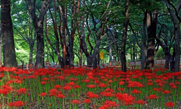 성남시가 분당구 수내동 중앙공원에서 ‘꽃무릇 축제’를 연다.(사진제공=성남시)
