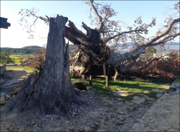 지난 2019년 초대형 태풍 ‘링링’에 쓰러진 강화군 연미정 500년 느티나무 보호수가 전통가구 ‘강화반닫이’로 재탄생했다. (사진=강화군)