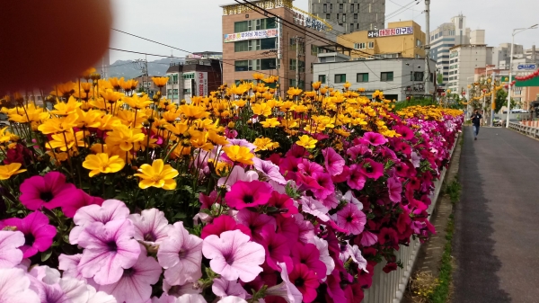 봄은 꽃의 계절이라는 수식어에 걸맞게 도심 곳곳이 꽃으로 장식, 코로나19에 지친 시민들의 발걸음을 가볍게 한다.(사진=안양시)