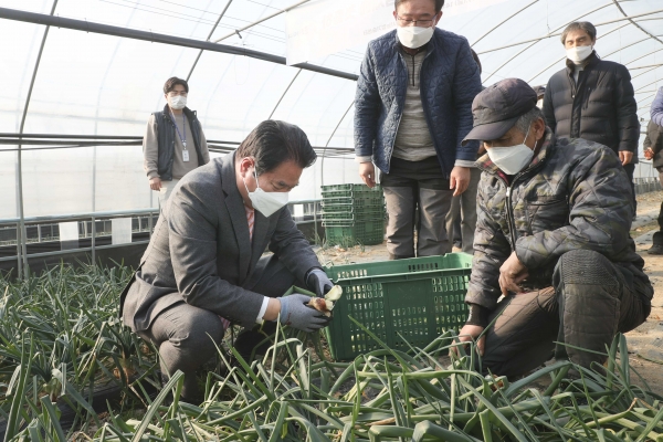 용인시가 전국 최초로 친환경농법으로 재배한 양대파를 출하했다고 7일 밝혔다. (사진=용인시)
