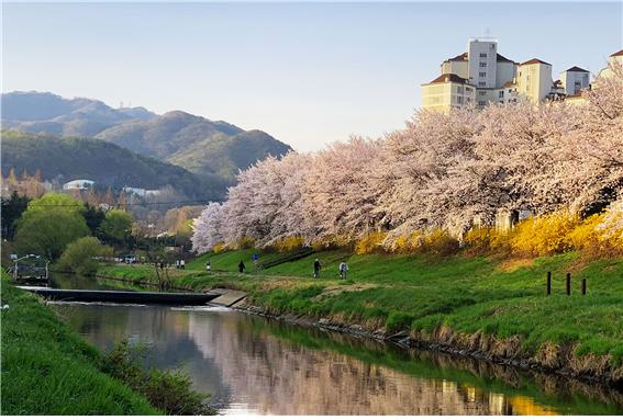 작년(2021년) 한방향 걷기로 통제되었던 양재천 벚꽃길 전경 – 사진자료제공 , 서초구