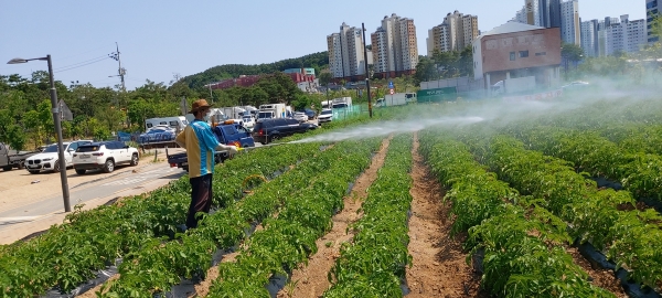 광주시 광남2동 지역사회보장협의체는 지난 1일 극심한 봄 가뭄으로 고사를 예방하기 위해 관수 작업을 실시했다.(사진=광주시)