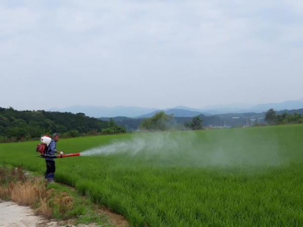 여주시농업기술센터는 벼 안정생산 및 고품질 여주쌀 재배를 위하여 큰 피해가 안가도록 잎도열병 방제에 철저를 다할 것을 농업인들에게 당부했다고 밝혔다. (사진=여주시)