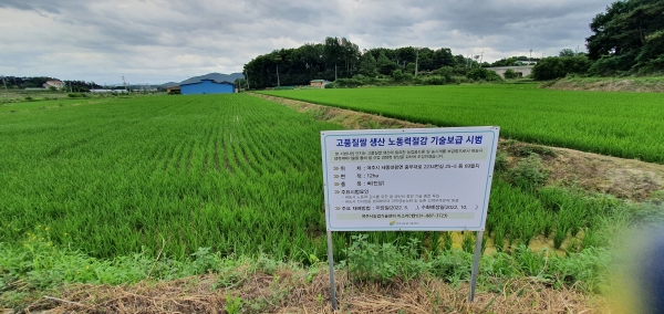 여주시(시장 이충우)에서는 고품질 여주쌀 생산을 위해서는 적기·적량의 이삭거름을 시용할 것을 농가에 당부했다. (사진=여주시)