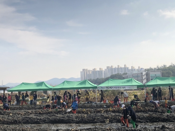 시흥시는 시흥시 연꽃테마파크에서 오는 15일 9시부터 12시까지 시민을 대상으로 「2022 연근 캐기 체험행사」를 개최한다고 밝혔다.(사진=시흥시)