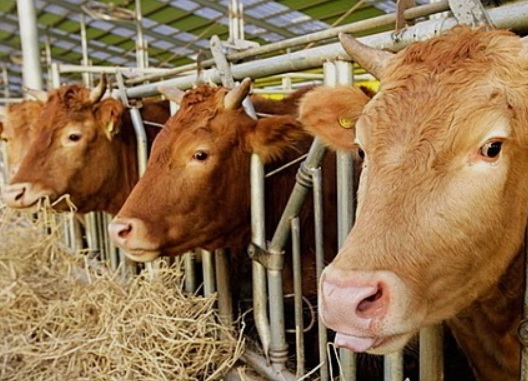강화군은 구제역 예방을 위해 소, 염소 사육 농가를 대상으로 상반기 구제역 백신 일제접종을 4월 1일부터 5월 13일까지 6주간 실시한다.(사진=강화군)